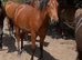 Registered NF geldings