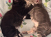 3 female kittens