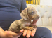 Miniature dachshund