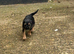 Border terrier pups