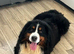 X4 adult Bernese mountain dogs for sale