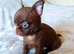 Tiny Chocolate smooth coat Chihuahua babies