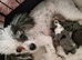 Merle toy poodle pups