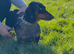 For sale Bella 5yo dashund girl