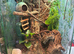 1x CB24 Eastern Casquehead Iguana