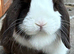 Beautiful Chocolate Split Mini Lop, looking for her forever home