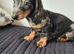 Last dachshund boy forsale!