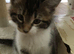 Five Kittens are ready for their new home (just three left)