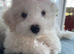 Bichon frise