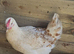 Laying Hens