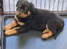 Rottweiler puppies