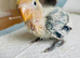 Handreared extremely tame baby lovebird