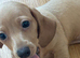 2 female mini dachshund for sale