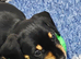 Schnauzer x Daschund puppies