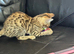 Bengal kitten