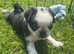 Beautiful pug puppies 1 boy 1 girl available