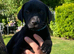 *2 left** kc reg Labrador ready to leave now