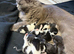 British shorthair x kittens