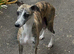 Collie Grey x Whippet