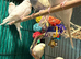 young budgies available Wa7 area