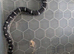 Scaleless anery female corn snake