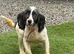 Working cocker spaniel (blue roan ) girl