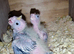 Juvenile Cockatiels to be Hand Tamed