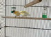 Three young canaries
