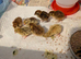 Mixed Coturnix Quail, Eggs, Chicks + Adults