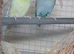 1 year old pair