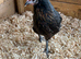 POL chickens various breeds rainbow eggers