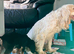 Cocker spaniel cross