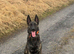 Dutch herder