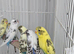 Pied Budgies Top Quality male and female