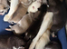 Puppies Siberian husky