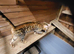 Rosette bengal for sale