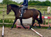15hh 4 year old mare
