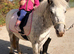 Miniature spotty pony.