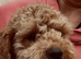 Two Stunning DNA hereditary clear RED Cavapoo female puppies 7 months old