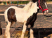 Cob gelding