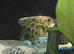 CROSS RIVER PUFFERFISH