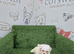 Female bichon x