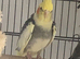 Cockatiel pair
