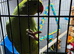 Baby green ring neck Talking Parrot