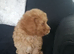 Beautiful Cavapoo boy 10 weeks old