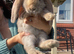 Giant French lops
