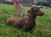 For sale chochlate brow dashund