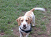 Beagle cross spaniel