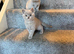 British short hair kittens