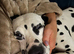 Gorgeous female Dalmatian